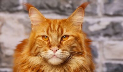 Turuncu kedilerin sırlarını bilim çözdü: Genetik farklılıklar bilim dünyasını şaşırttı