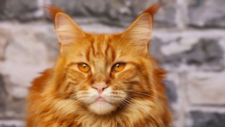 Turuncu kedilerin sırlarını bilim çözdü: Genetik farklılıklar bilim dünyasını şaşırttı