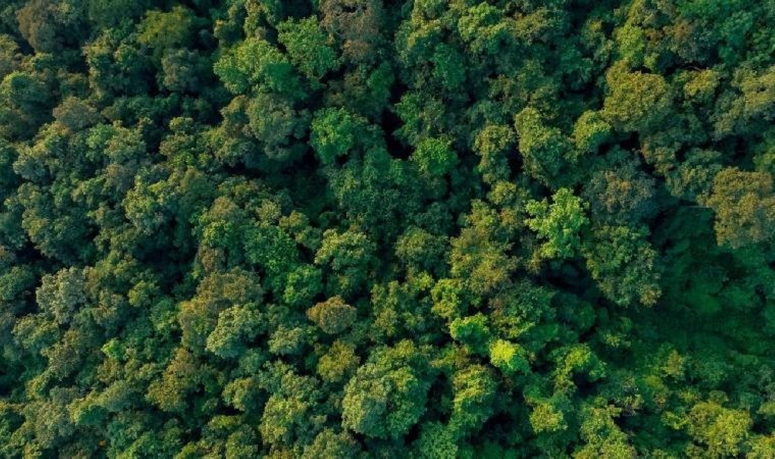 Valilik duyurdu: Çanakkale’de ormanlık alanlara giriş 30 Eylül’e kadar yasak!