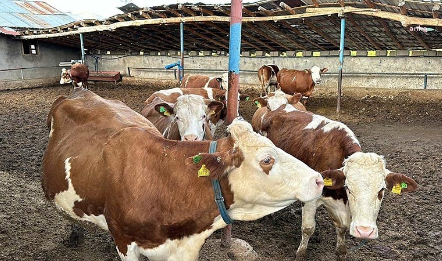 Vanlı besicilerden geçim isyanı: ‘Ürün bizde çöp, reyonda altın’