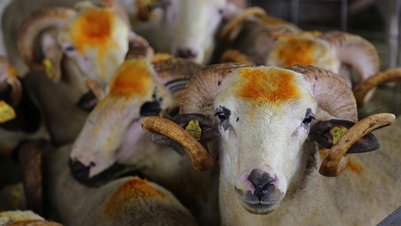 Vekaletle kurban kesilir mi? Diyanet vekaletle kurban kesim bedeli ne kadar?