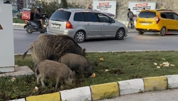Yaban domuzu besleyen 3 kişiye para cezası