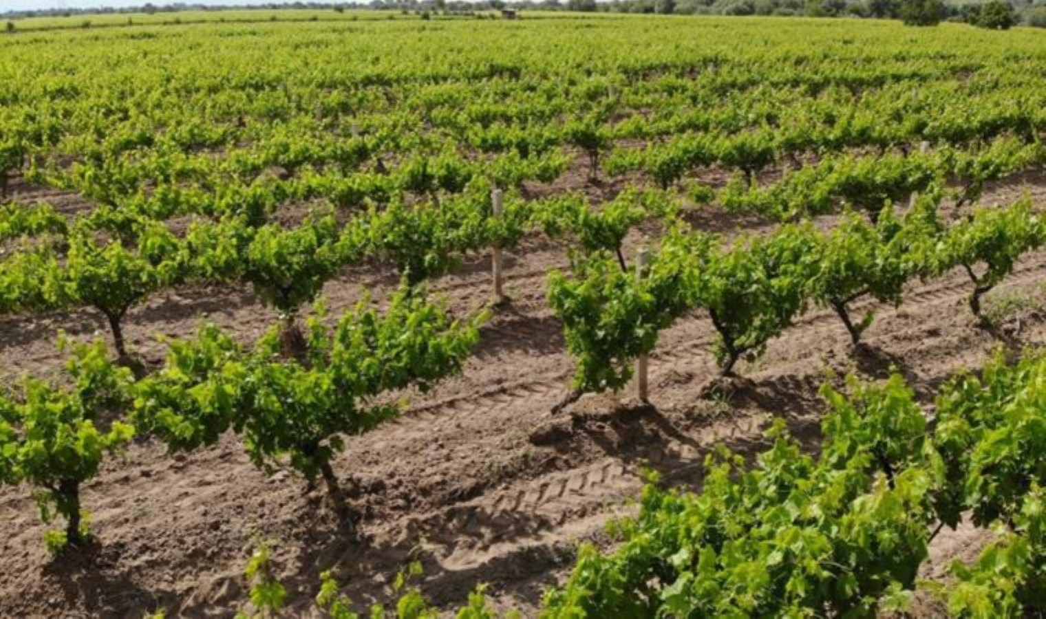 Yaprağı meyvesinden fazla kazandırıyor: Maliyeti yok, kilosu 70 TL!