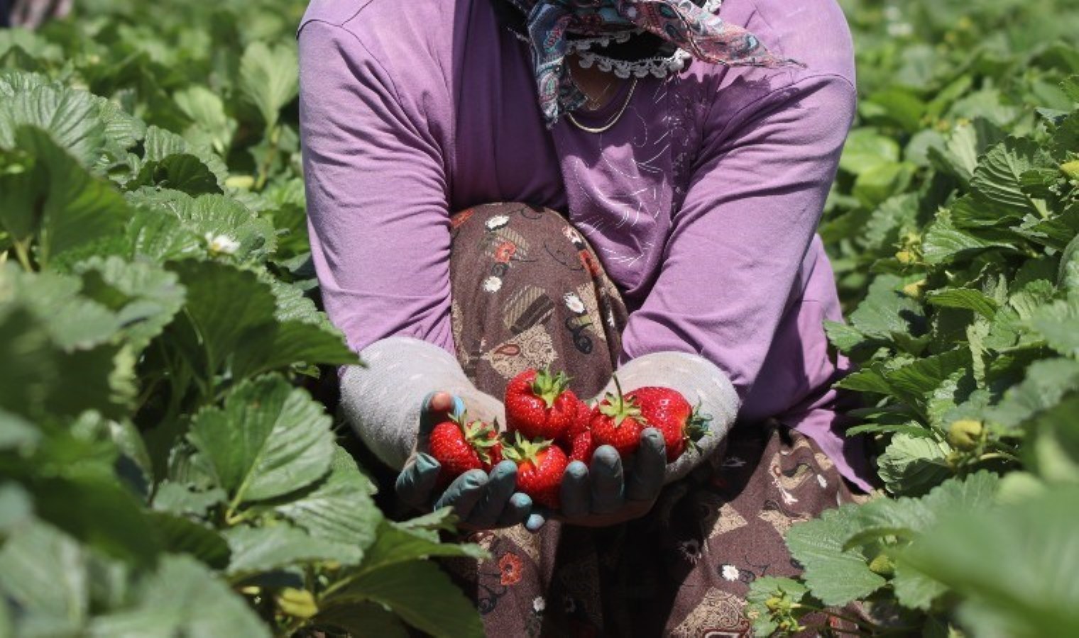 Yıllık ortalama 600 bin ton üretiliyor: Tezgahlarda 120 TL…