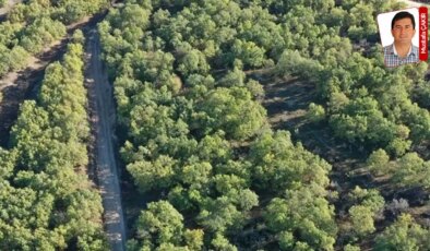 Yurt genelinde 14 ildeki çeşitli alanlar orman sınırları dışına çıkarıldı: ‘Ormansızlaştırmaya’ kapı açıldı