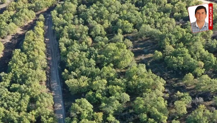 Yurt genelinde 14 ildeki çeşitli alanlar orman sınırları dışına çıkarıldı: ‘Ormansızlaştırmaya’ kapı açıldı
