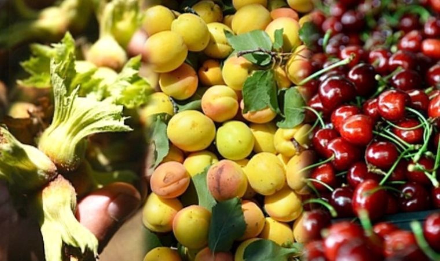 Ziraat Mühendisleri Odası Genel Başkanı Baki Remzi Suiçmez: ‘Meyve sebze fiyatları bu sene gıda arz açığı nedeniyle daha da yüksek olacak’