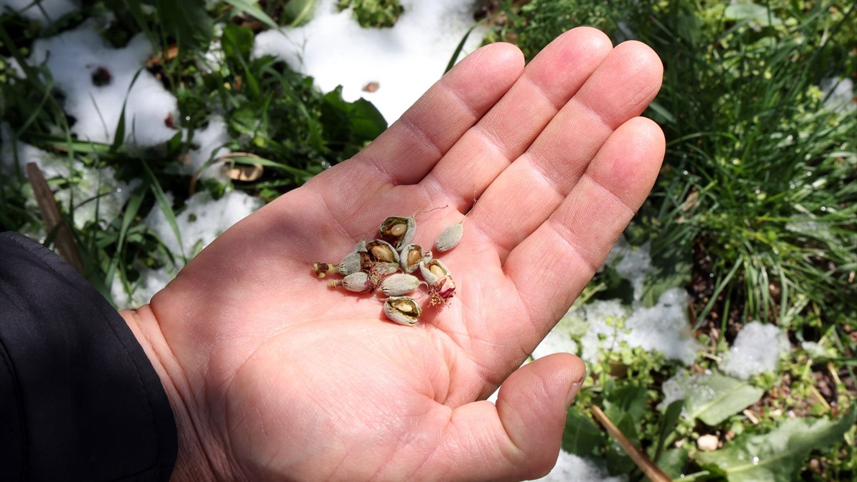 Zirai don Türkiye’nin birçok ilde etkili oldu