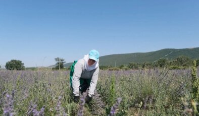 1 yıl boyunca emek verdiler: Nilüfer’de hasat vakti! 4 bin kilo ürün elde edilecek!