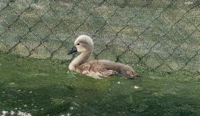 15 yıl sonra bir ilk… Ankaralılar seçti: Kuğulu Park’ta doğan beyaz kuğunun ismi belli oldu