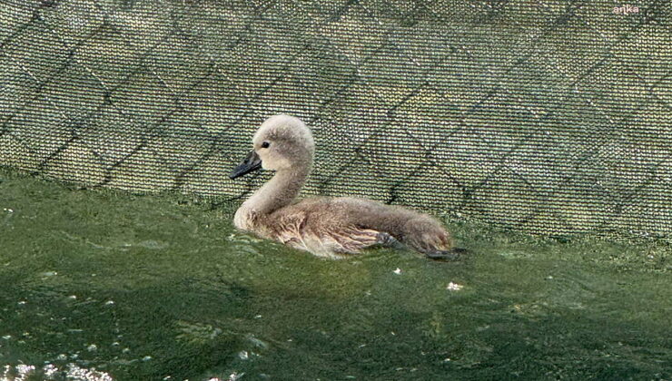 15 yıl sonra bir ilk… Ankaralılar seçti: Kuğulu Park’ta doğan beyaz kuğunun ismi belli oldu