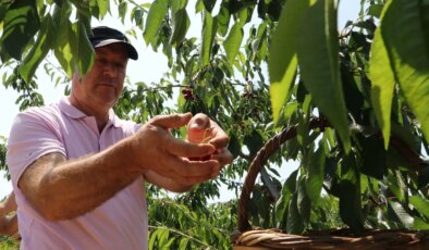 2500 dekar alanda üretiliyor:  3 bin ton rekolte beklentisi…