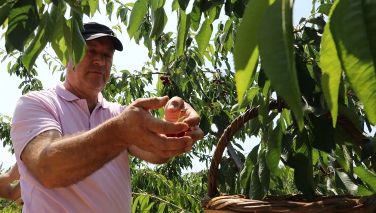 2500 dekar alanda üretiliyor:  3 bin ton rekolte beklentisi…