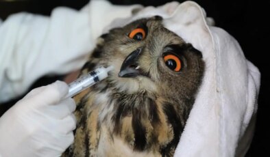 3,5 ay boyunca tedavi altındaydı: Samsun’da yaralı bulunan puhu doğaya salındı