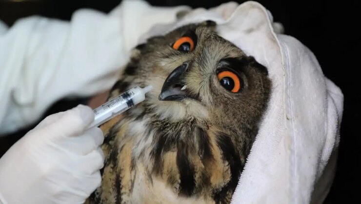 3,5 ay boyunca tedavi altındaydı: Samsun’da yaralı bulunan puhu doğaya salındı