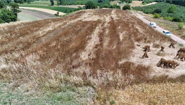 40 yıl sonra yeniden ekildi: İlk hasadı ‘yolma’ yöntemi ile yapıldı