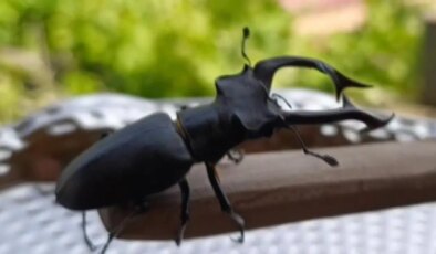 Adana’da görüldü: Bu böceği öldürmenin cezası yarım milyon!