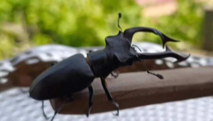 Adana’da görüldü: Bu böceği öldürmenin cezası yarım milyon!