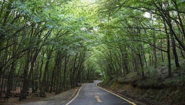 Adana’da ormanlık alanlara girişler yasaklandı