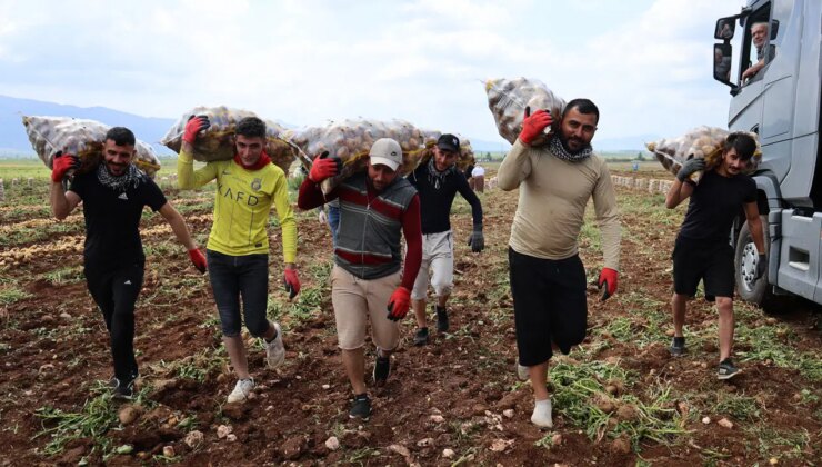 Adana’da ‘özel hasat’: İşçiler günlük 2 bin 500  TL alıyor…