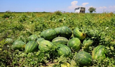 Adana’da turfanda hasat sürüyor: Fiyatı yarı yarıya indi!