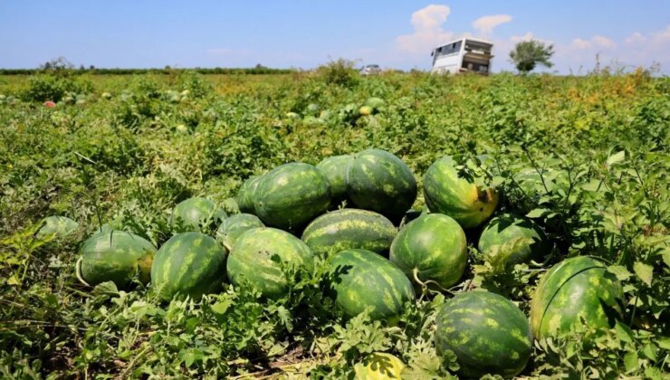 Adana’da turfanda hasat sürüyor: Fiyatı yarı yarıya indi!