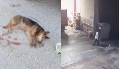 AFAD yerleşkesinde köpek kanlar içinde bulundu!