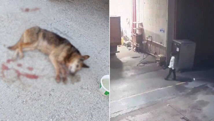 AFAD yerleşkesinde köpek kanlar içinde bulundu!