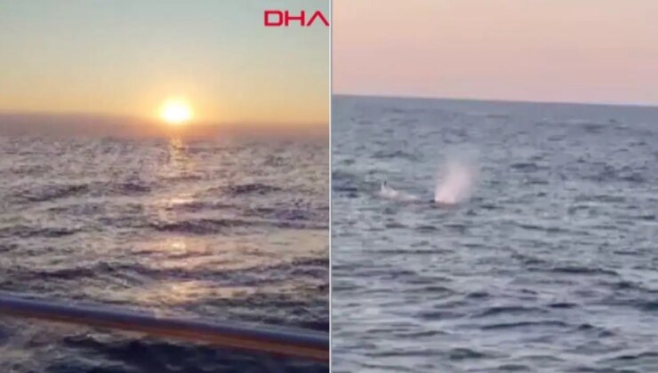 Akdeniz’de amatör balıkçılar balina görüntüledi