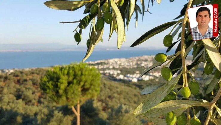 AKP, önümüzdeki günlerde çokça tartışılacak teklifi Meclis’e sundu: Zeytinlikler talan olacak