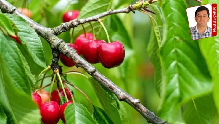AKP’li başkan kendi kirazını kurtarmayı başarmış