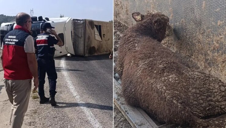 Angus yüklü TIR devrildi, onlarca hayvan kaçtı