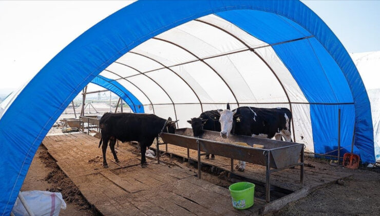 Ankara’da kurbanlık satışları sona erdi! Çadırlar toplanıyor