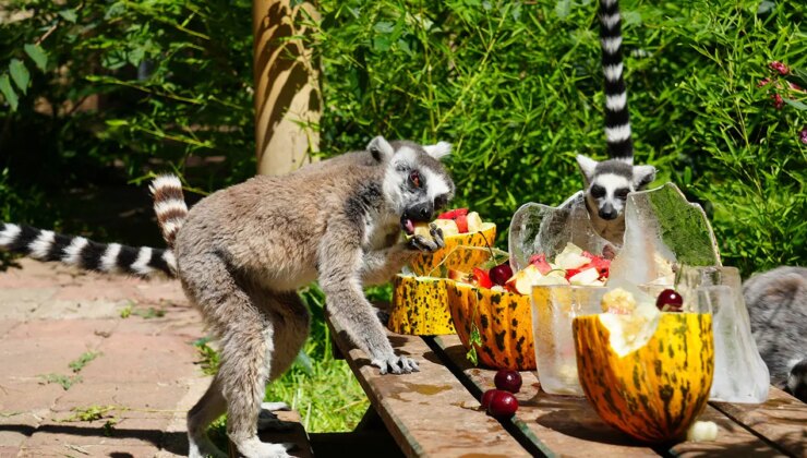 Antalya’da sıcaktan etkilenen hayvanlara buzlu meyve kokteyli