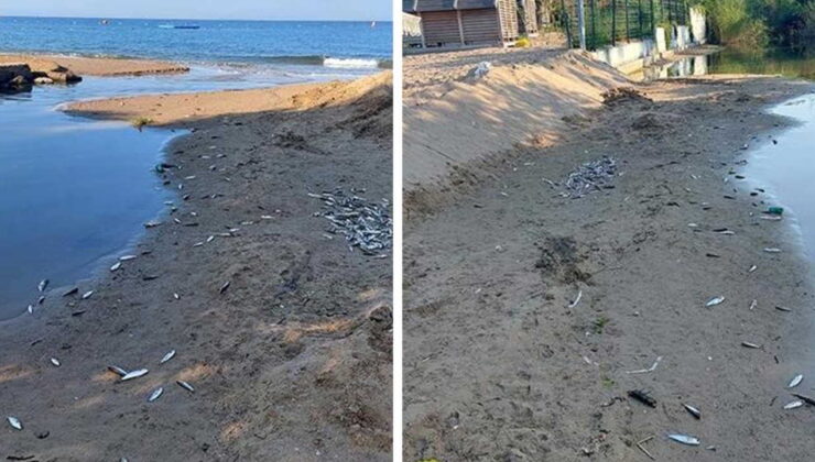 Antalya’da tedirgin eden balık ölümleri: İnceleme başlatıldı