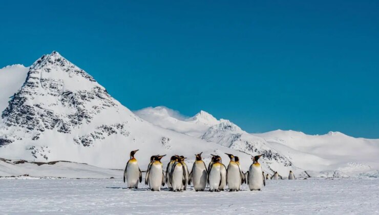 Araştırma: Penguen dışkısı Antarktika’nın ısısını düşürüyor