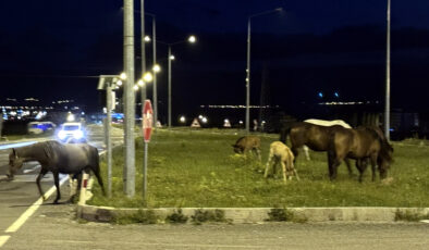 Ardahan’da acıkan yılkı atları çevre yoluna çıktı