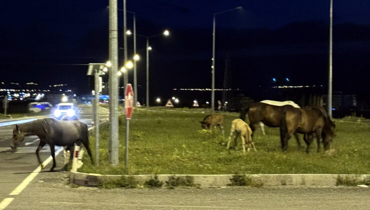 Ardahan’da acıkan yılkı atları çevre yoluna çıktı
