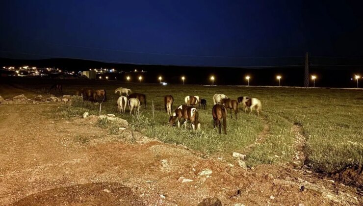 Ardahan’da yiyecek bulmak için kara yoluna inen yılkı atları ulaşımı aksattı