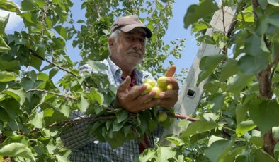 Arsuz’da hasat başladı: Rakibi yok! Tarlada 70 TL