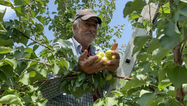 Arsuz’da hasat başladı: Rakibi yok! Tarlada 70 TL
