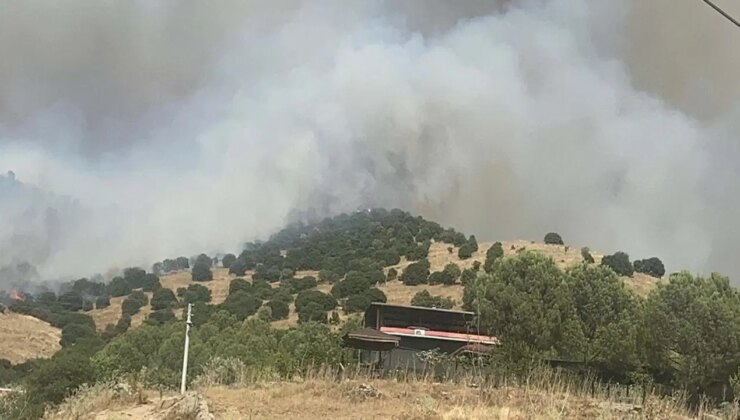 Aydın’da orman yangını