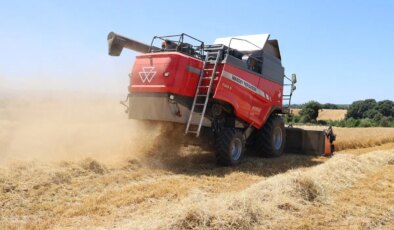 Bafra Ovası’nda hasat başladı: Alım fiyatı 13 TL…