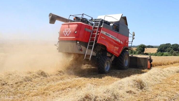 Bafra Ovası’nda hasat başladı: Alım fiyatı 13 TL…