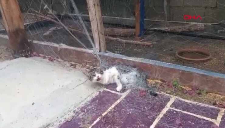 Balık yerine kedi: Bahçedeki ağa takıldı, itfaiye yetişti