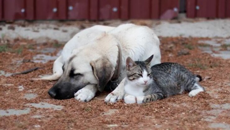 Başsavcılık duyurdu: Sokak hayvanları için toplanan yardım dolandırıcılığına 10 tutuklama!