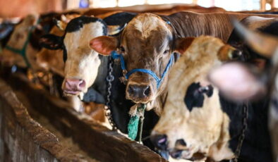 Bayramın ikinci gününde kurban fiyatlarında yarıya yakın düşüş!