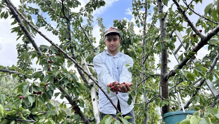 Benlidere’de hasat vakti: Tarlada 100 TL, pazarda 150 TL!