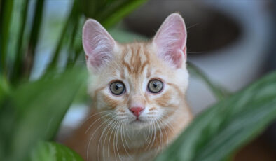 Bilim insanları açıkladı: Kedilerin en büyük sırrı çözüldü