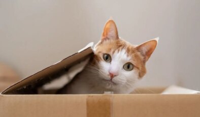 Bilim insanları cevapladı: Kediler mırıldarken ne anlatıyor?